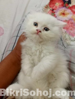 Persian kitten